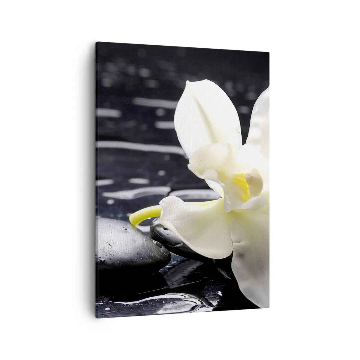 Cuadro sobre lienzo - Impresión de Imagen - Una orquídea blanca sobre un fondo de piedras negras y agua. - 50x70cm - Un estudio en blanco y negro - Decoración de pared moderna para salón y dormitorio ARTTOR