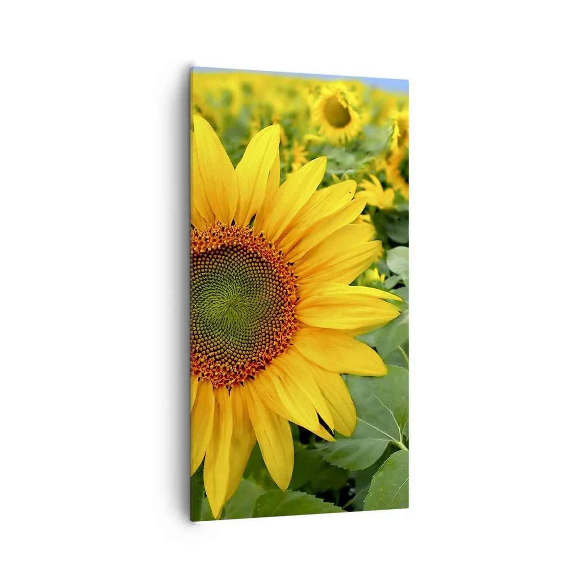 Cuadro sobre lienzo - Impresión de Imagen - Cientos de soles estallan - 65x120 cm