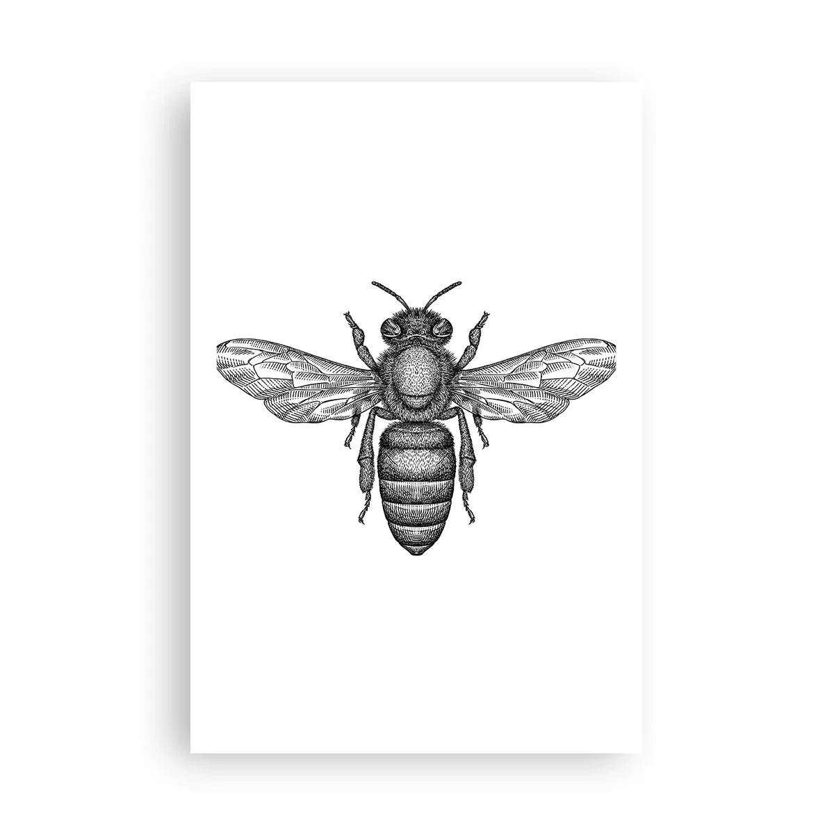 Póster - Retrato de insecto - 61x91 cm