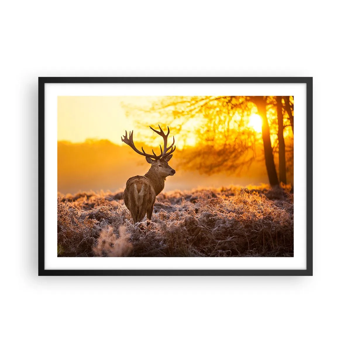 Póster en marco negro - Un ciervo con el telón de fondo de un bosque otoñal iluminado por el sol dorado. - 70x50cm - Rey del bosque de otoño - Decoración de pared moderna para salón y dormitorio ARTTOR