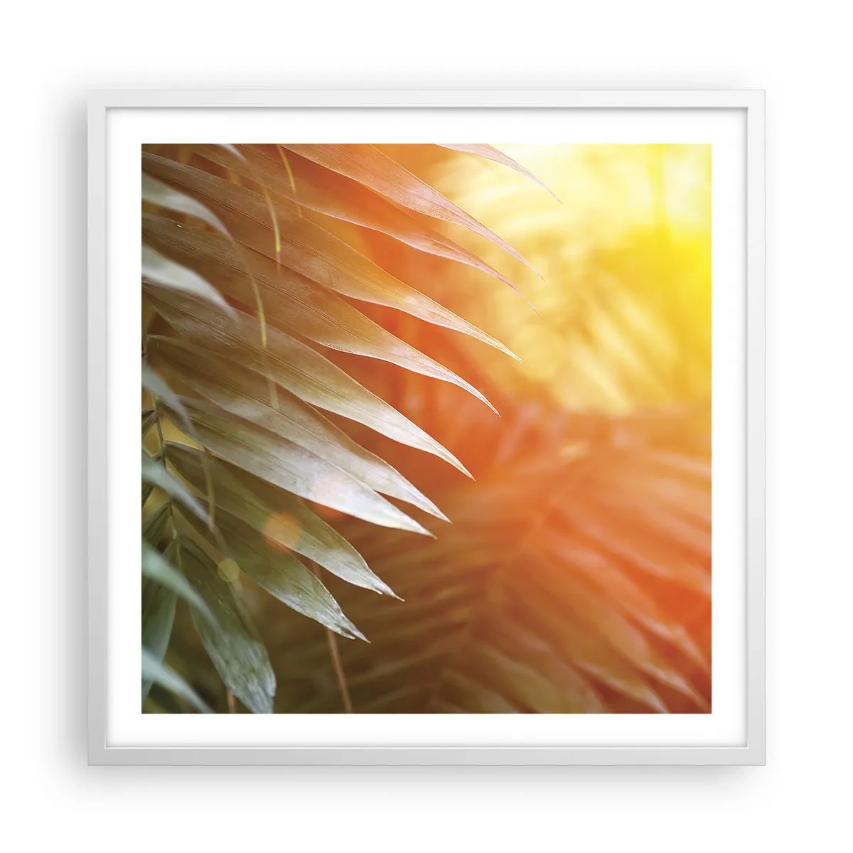 Póster en marco blanco - Mañana en la selva - 60x60 cm