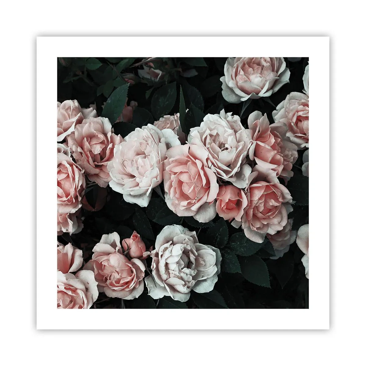 Póster - Conjunto de rosas - 50x50 cm
