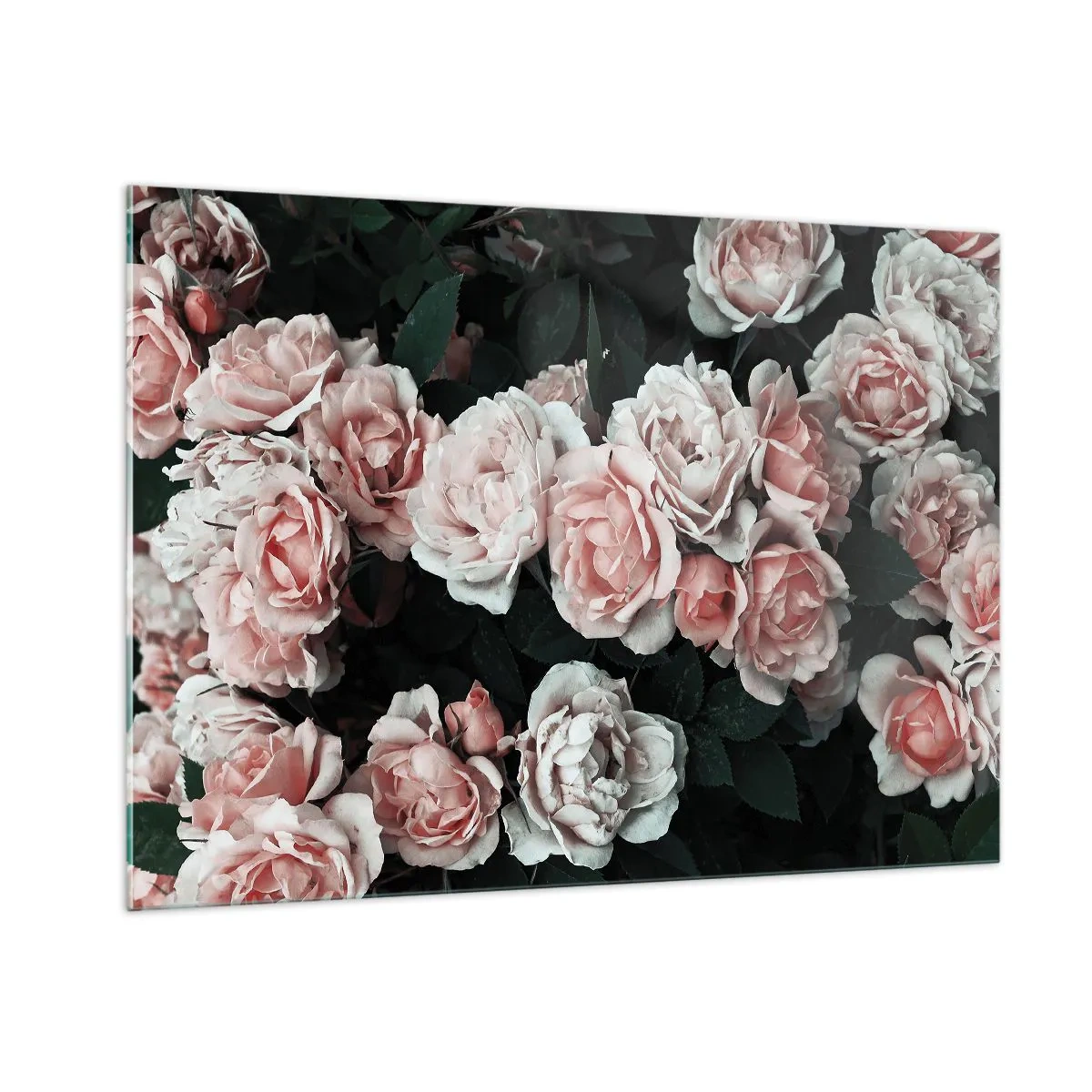Cuadro sobre vidrio - Impresiones sobre Vidrio - Un primer plano de un ramo de rosas rosadas sobre un fondo oscuro. - 100x70cm - Conjunto de rosas - Decoración de pared moderna para salón y dormitorio ARTTOR