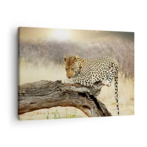 Cuadro sobre lienzo - Impresión de Imagen - Un leopardo descansando en el tronco de un árbol en la sabana. - 70x50cm - Voy por mi cuenta - Decoración de pared moderna para salón y dormitorio ARTTOR