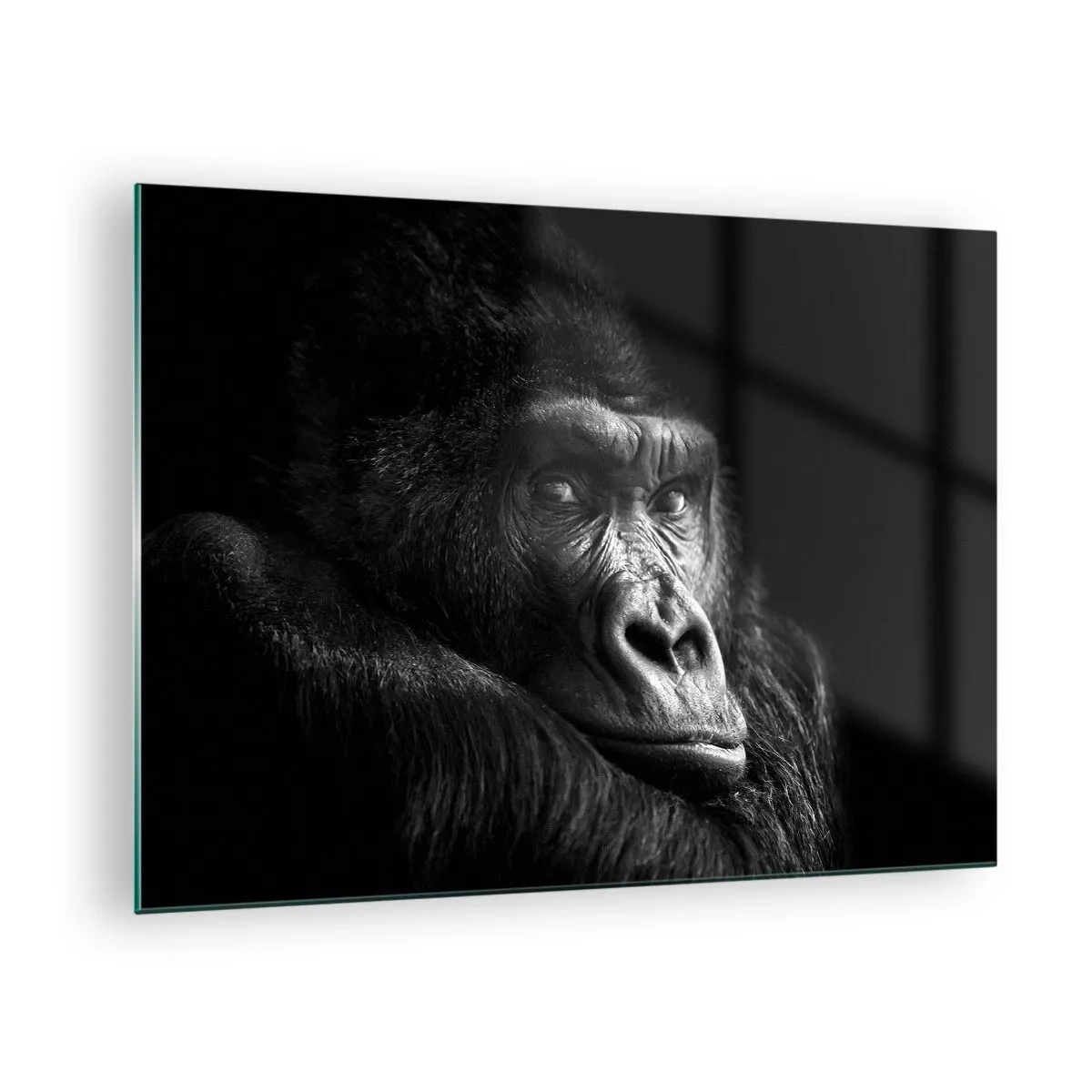 Cuadro sobre vidrio - Impresiones sobre Vidrio - Retrato en blanco y negro de un gorila a la sombra de una ventana. - 70x50cm - ¿Y qué estás mirando? - Decoración de pared moderna para salón y dormitorio ARTTOR