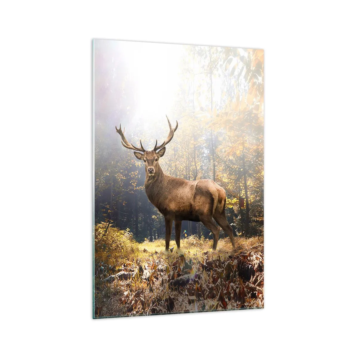 Cuadro sobre vidrio - Impresiones sobre Vidrio - Ciervos en el bosque otoñal con rayos de sol. - 70x100cm - Con toda la majestuosidad - Decoración de pared moderna para salón y dormitorio ARTTOR