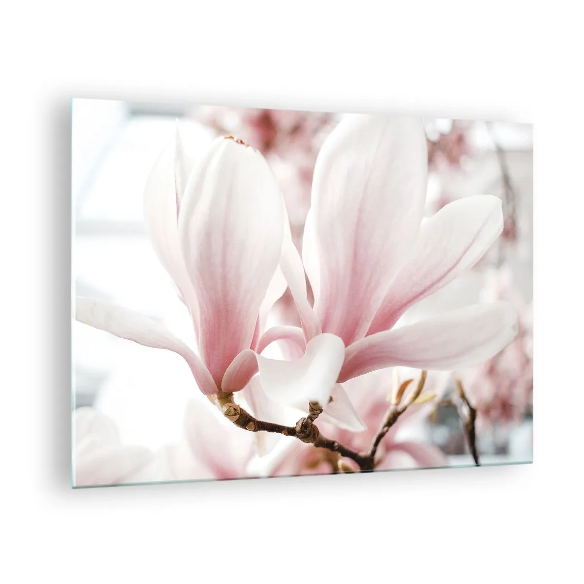 Cuadro sobre vidrio - Impresiones sobre Vidrio - Delicadas magnolias rosadas en primer plano sobre un fondo borroso - 70x50cm - Inmensidad de la ternura - Decoración de pared moderna para salón y dormitorio ARTTOR