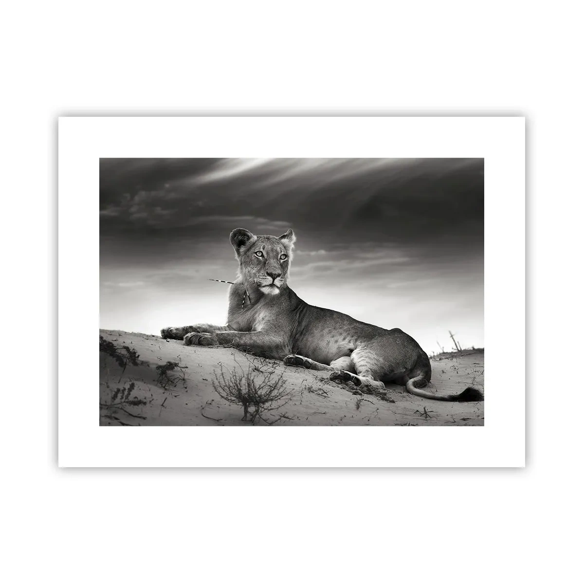 Póster - Descanso de la reina del desierto - 40x30 cm