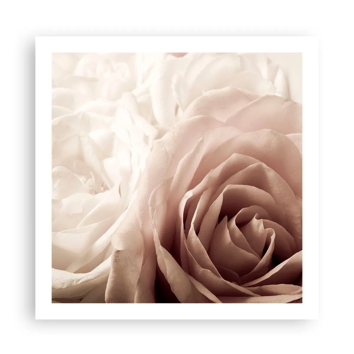Póster - En el corazón de una rosa - 60x60 cm