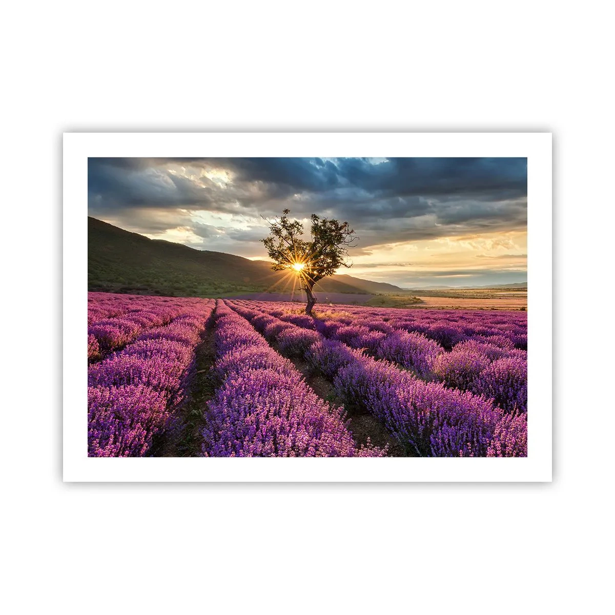 Póster - Aroma en lila - 70x50 cm