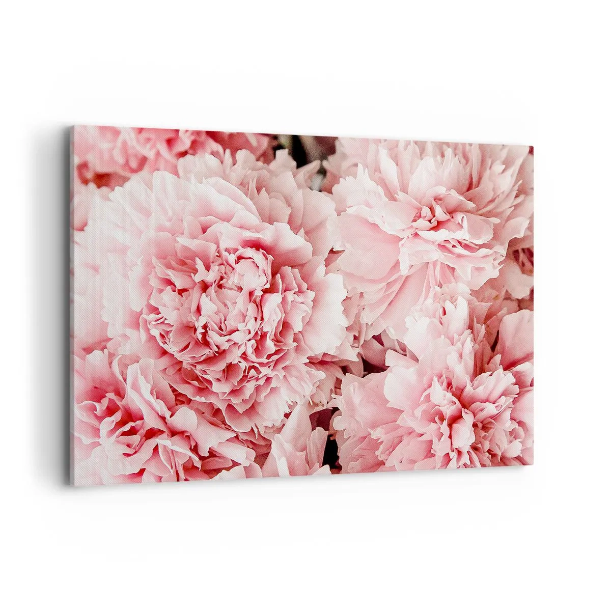 Cuadro sobre lienzo - Impresión de Imagen - Peonías rosas sutiles en un entorno delicado. - 120x80cm - Sueño rosa - Decoración de pared moderna para salón y dormitorio ARTTOR