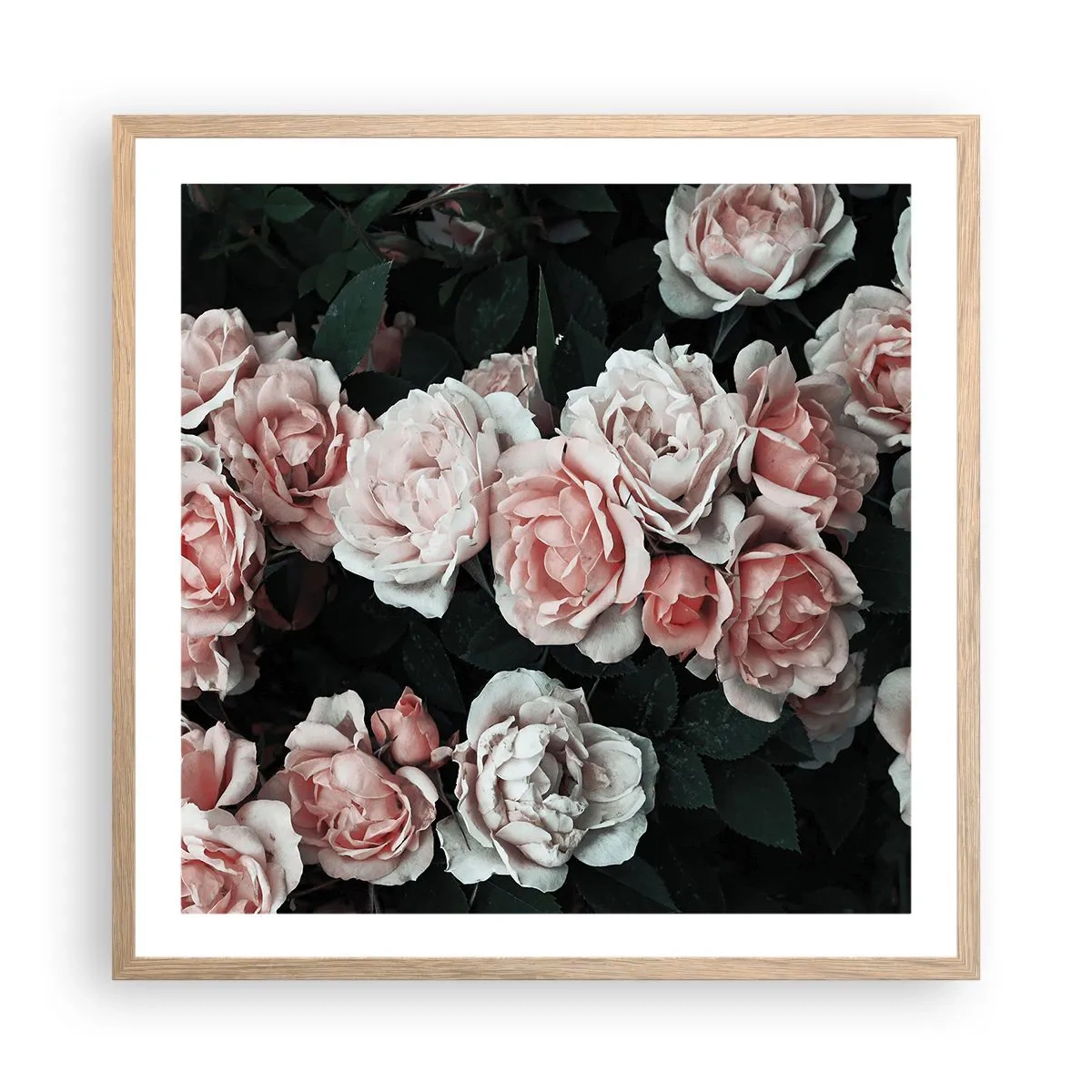 Póster en marco roble claro - Conjunto de rosas - 60x60 cm