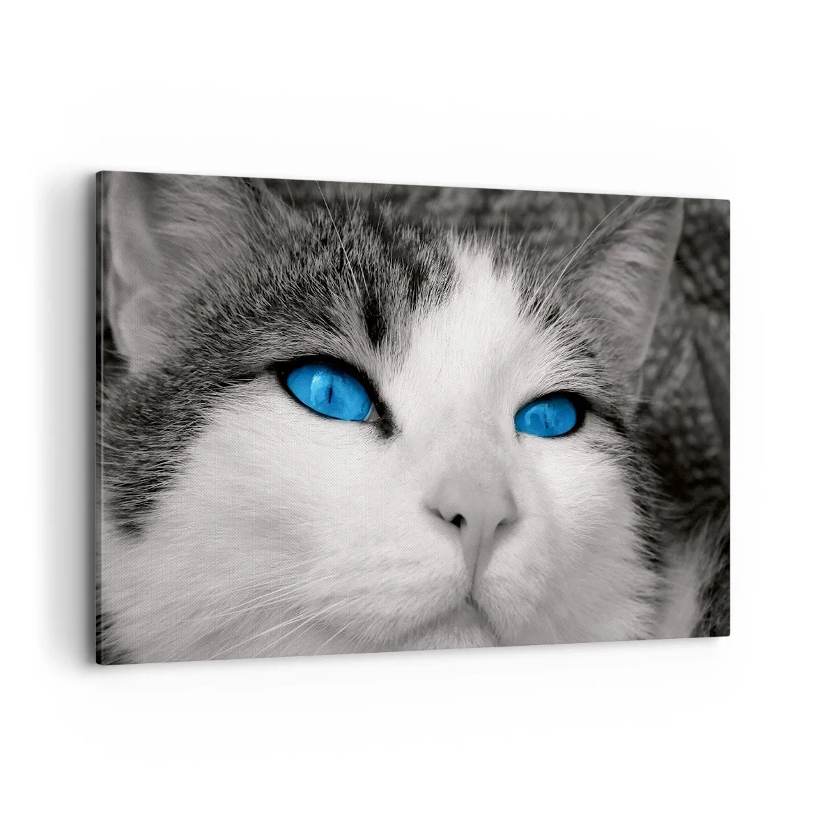 Cuadro sobre lienzo - Impresión de Imagen - Retrato de un gato con ojos azules en estilo blanco y negro. - 120x80cm - Inusual de ojos azules - Decoración de pared moderna para salón y dormitorio ARTTOR