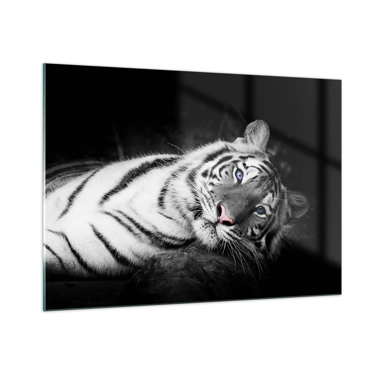 Cuadro sobre vidrio - Impresiones sobre Vidrio - Un tigre blanco con ojos azules en un entorno en blanco y negro. - 100x70cm - Salvaje y tranquilo - Decoración de pared moderna para salón y dormitorio ARTTOR