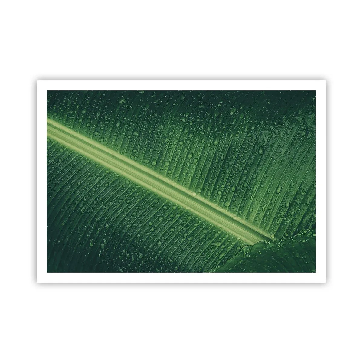 Póster - Una hoja verde con gotas de agua en su superficie. - 100x70cm - Estructura del verde - Decoración de pared moderna para salón y dormitorio ARTTOR