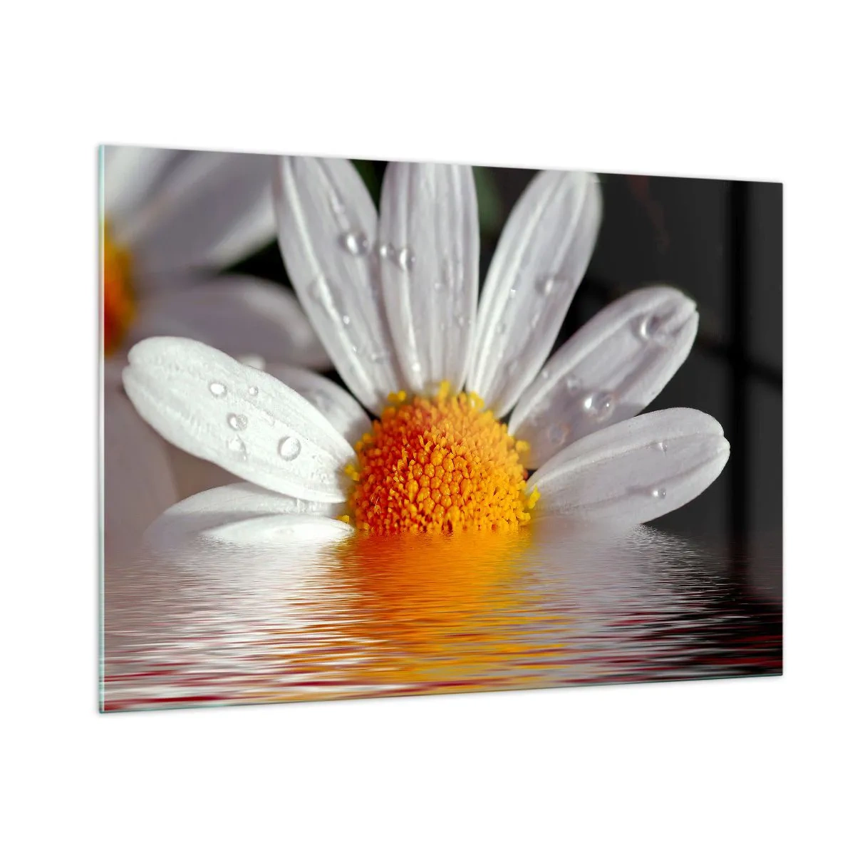 Cuadro sobre vidrio - Impresiones sobre Vidrio - Una margarita con gotas de agua reflejadas en el agua. - 100x70cm - El sol naciente de una margarita - Decoración de pared moderna para salón y dormitorio ARTTOR
