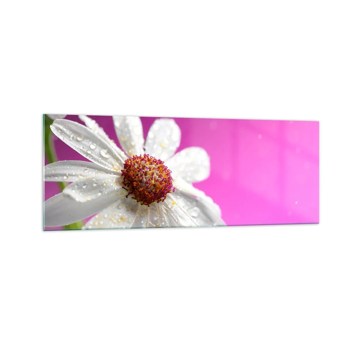 Cuadro sobre vidrio - Impresiones sobre Vidrio - Una margarita blanca cubierta de gotas de agua sobre un fondo rosa. - 140x50cm - Modesto en su belleza - Decoración de pared moderna para salón y dormitorio ARTTOR