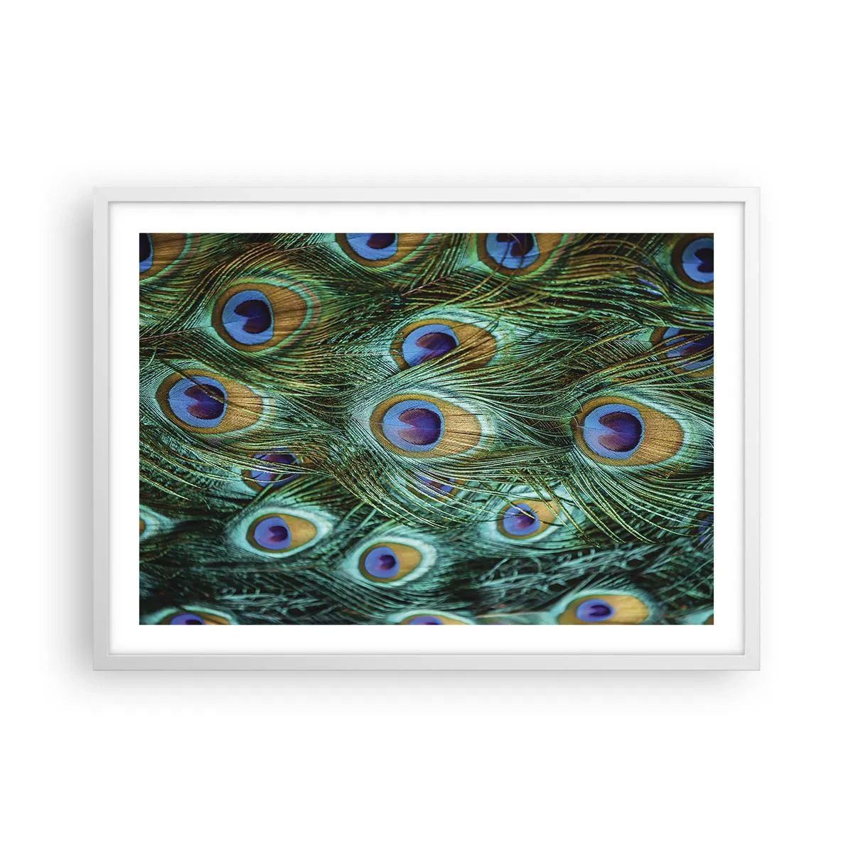 Póster en marco blanco - Mirada de pavo real - 70x50 cm
