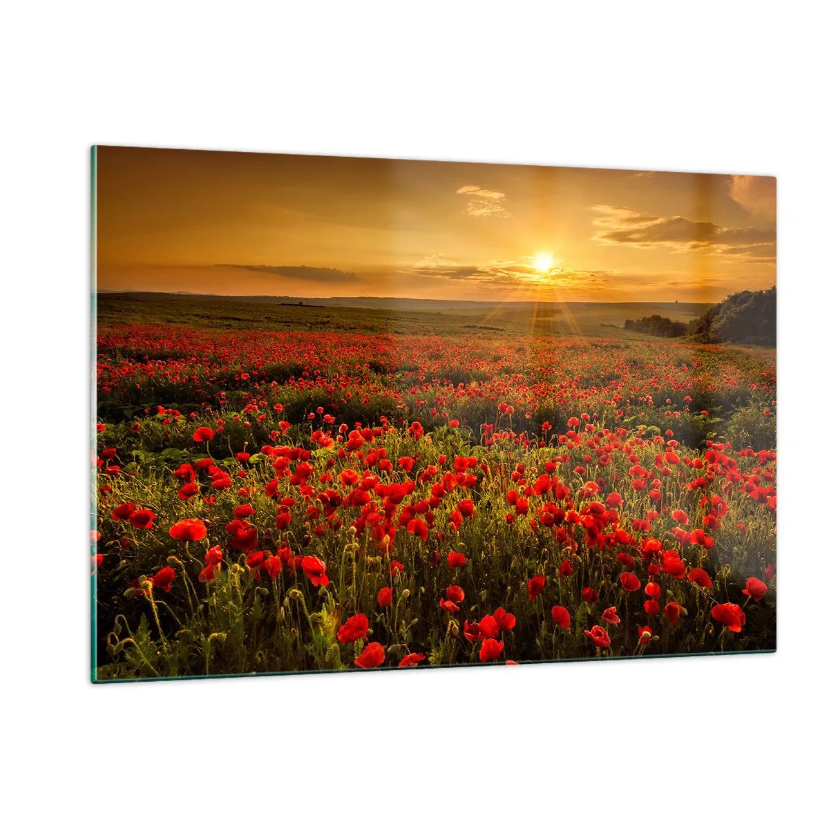 Cuadro sobre vidrio - Impresiones sobre Vidrio - Un campo de amapolas iluminado por los rayos del sol poniente. - 120x80cm - Entre los campos de flores - Decoración de pared moderna para salón y dormitorio ARTTOR