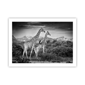 Póster - La clase alta de África - 70x50 cm