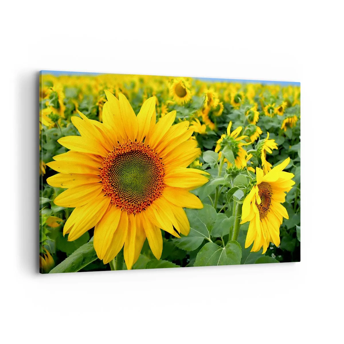 Cuadro sobre lienzo - Impresión de Imagen - Un campo de girasoles con flores amarillas sobre un fondo de hojas verdes. - 120x80cm - Cientos de soles estallan - Decoración de pared moderna para salón y dormitorio ARTTOR