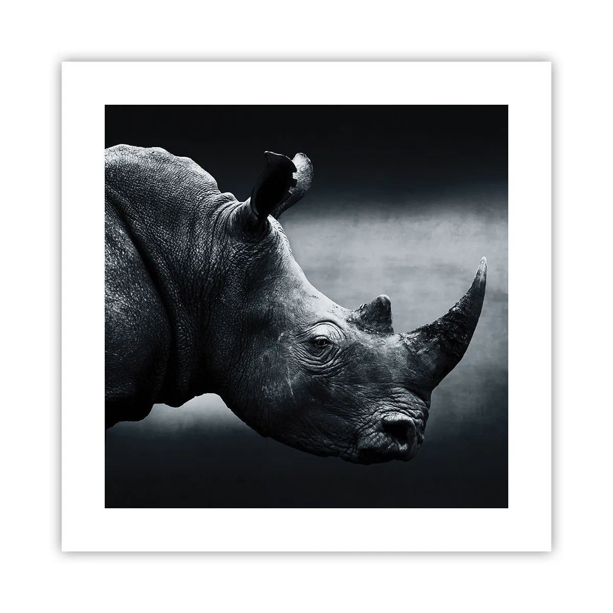 Póster - Perfil derecho - 40x40 cm