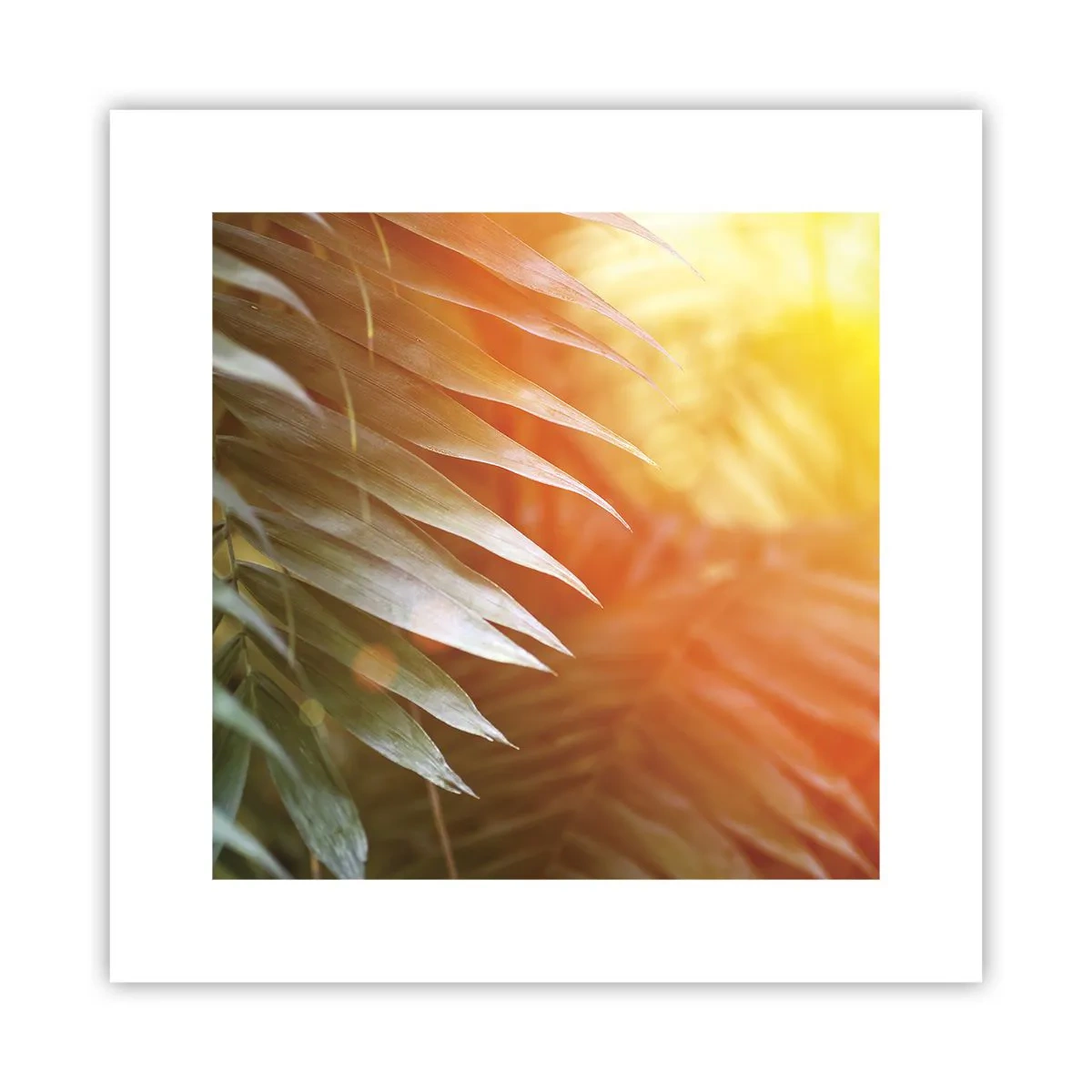 Póster - Mañana en la selva - 30x30 cm