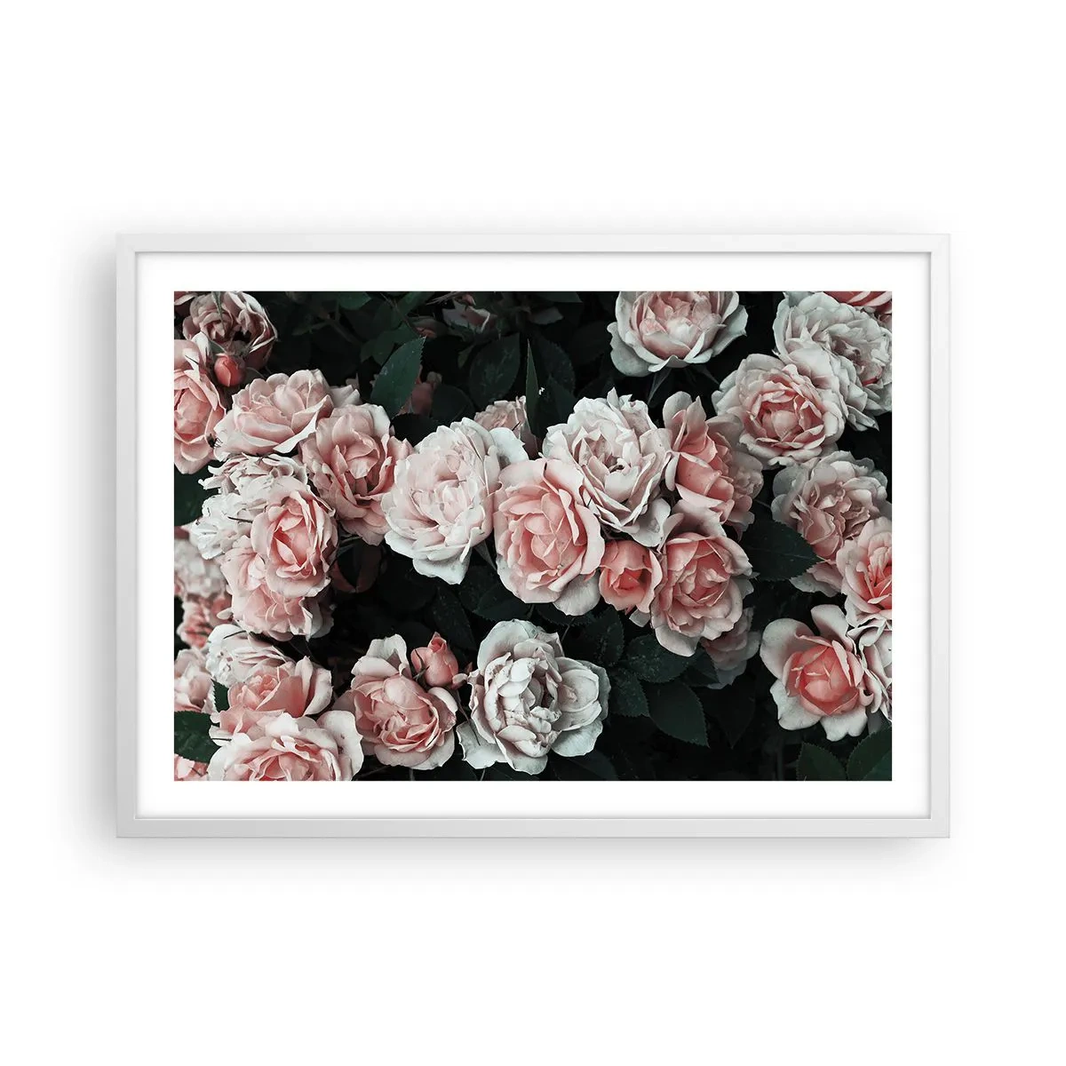 Póster en marco blanco - Conjunto de rosas - 70x50 cm