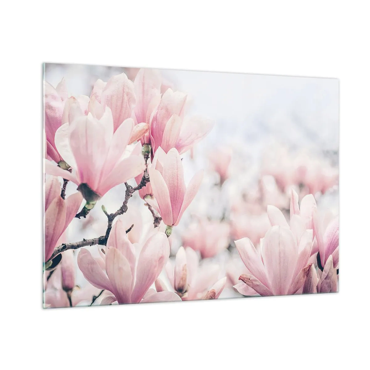 Cuadro sobre vidrio - Impresiones sobre Vidrio - Delicadas magnolias rosas sobre un fondo claro. - 100x70cm - La perfección de la sutileza - Decoración de pared moderna para salón y dormitorio ARTTOR