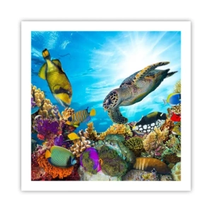 Póster - Paseo del coral - 60x60 cm