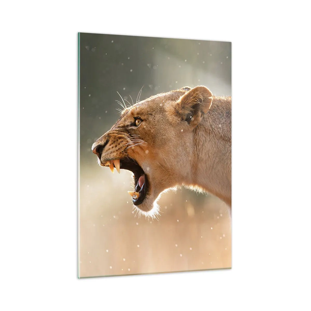 Cuadro sobre vidrio - Impresiones sobre Vidrio - Un primer plano de un león rugiendo bajo los rayos del sol. - 50x70cm - Silencio, es mi turno de palabra - Decoración de pared moderna para salón y dormitorio ARTTOR