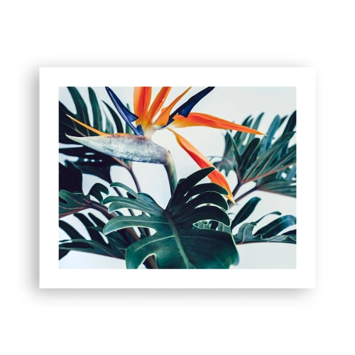 Póster - La jaula del pájaro colorido - 50x40 cm