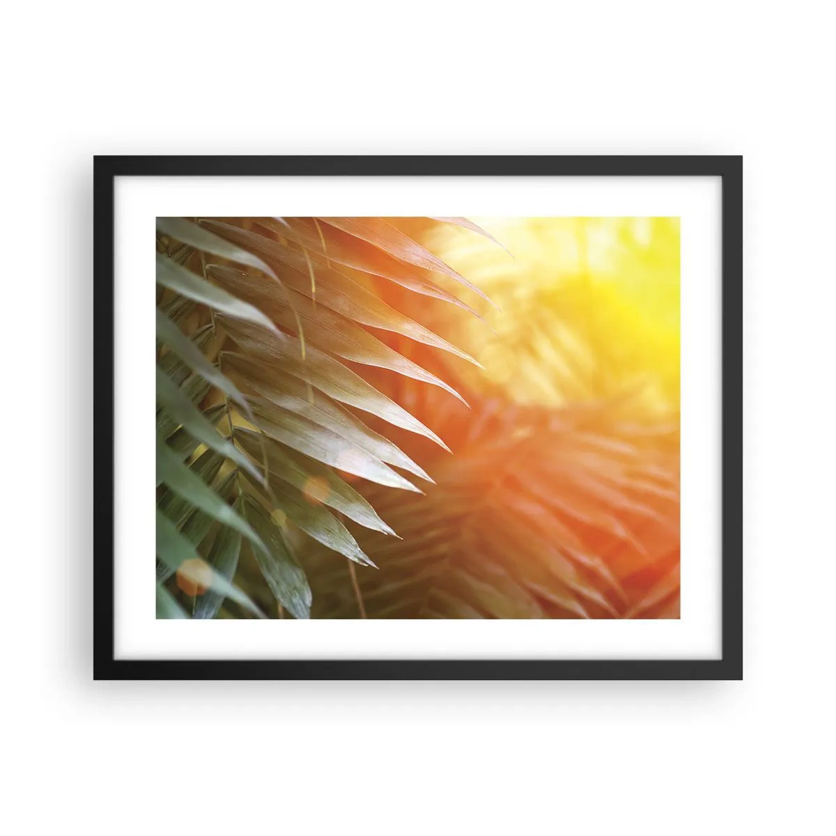 Póster en marco negro - Mañana en la selva - 50x40 cm