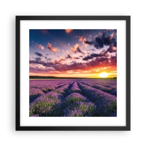 Póster en marco negro - El mundo de la lavanda - 40x40 cm