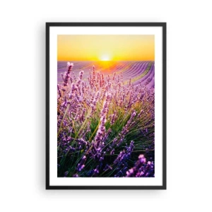 Póster en marco negro - Un campo de lavanda iluminado por los rayos del sol poniente. - 50x70cm - Pradera fragante - Decoración de pared moderna para salón y dormitorio ARTTOR