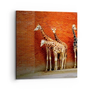 Cuadro sobre lienzo - Impresión de Imagen - ¿Ves alguna acacia? - 70x70 cm