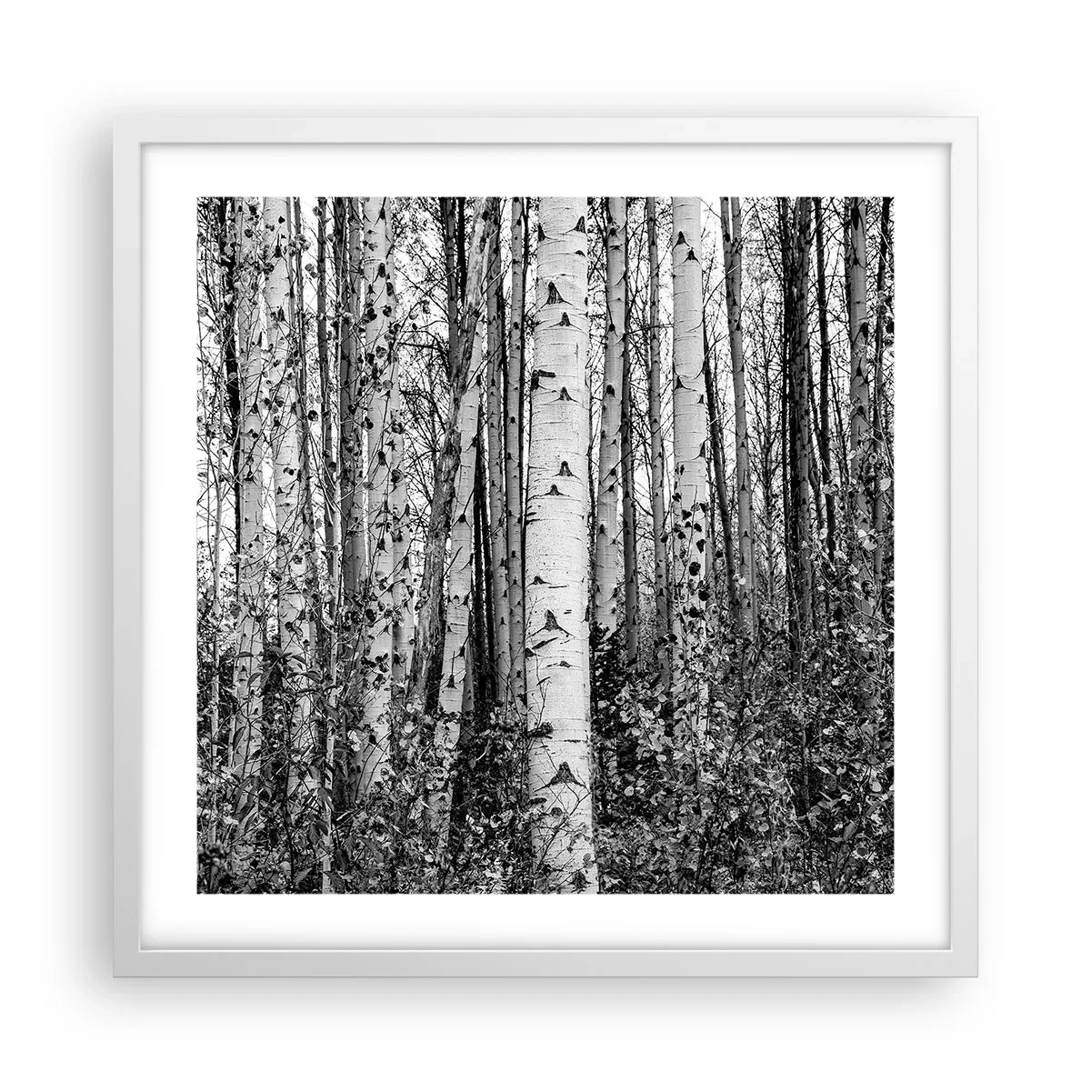 Póster en marco blanco - Columnas de abedules - 50x50 cm