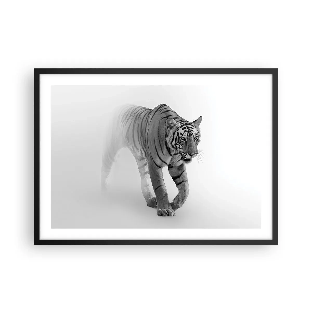 Póster en marco negro - Un tigre emergiendo de la niebla. - 70x50cm - Siempre alerta entre la niebla - Decoración de pared moderna para salón y dormitorio ARTTOR