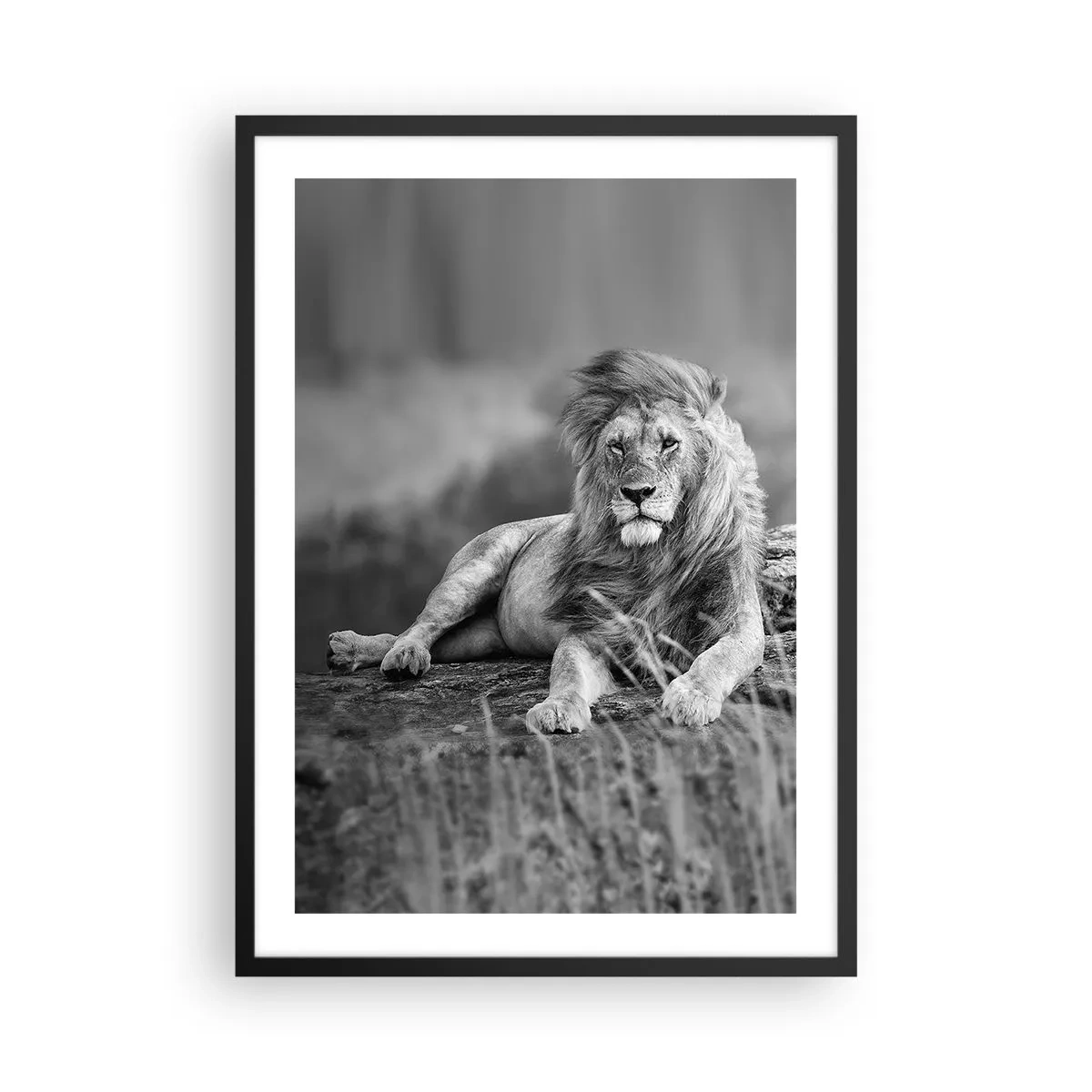 Póster en marco negro - Retrato en blanco y negro de un majestuoso león contra el fondo de la sabana. - 50x70cm - La siesta real - Decoración de pared moderna para salón y dormitorio ARTTOR