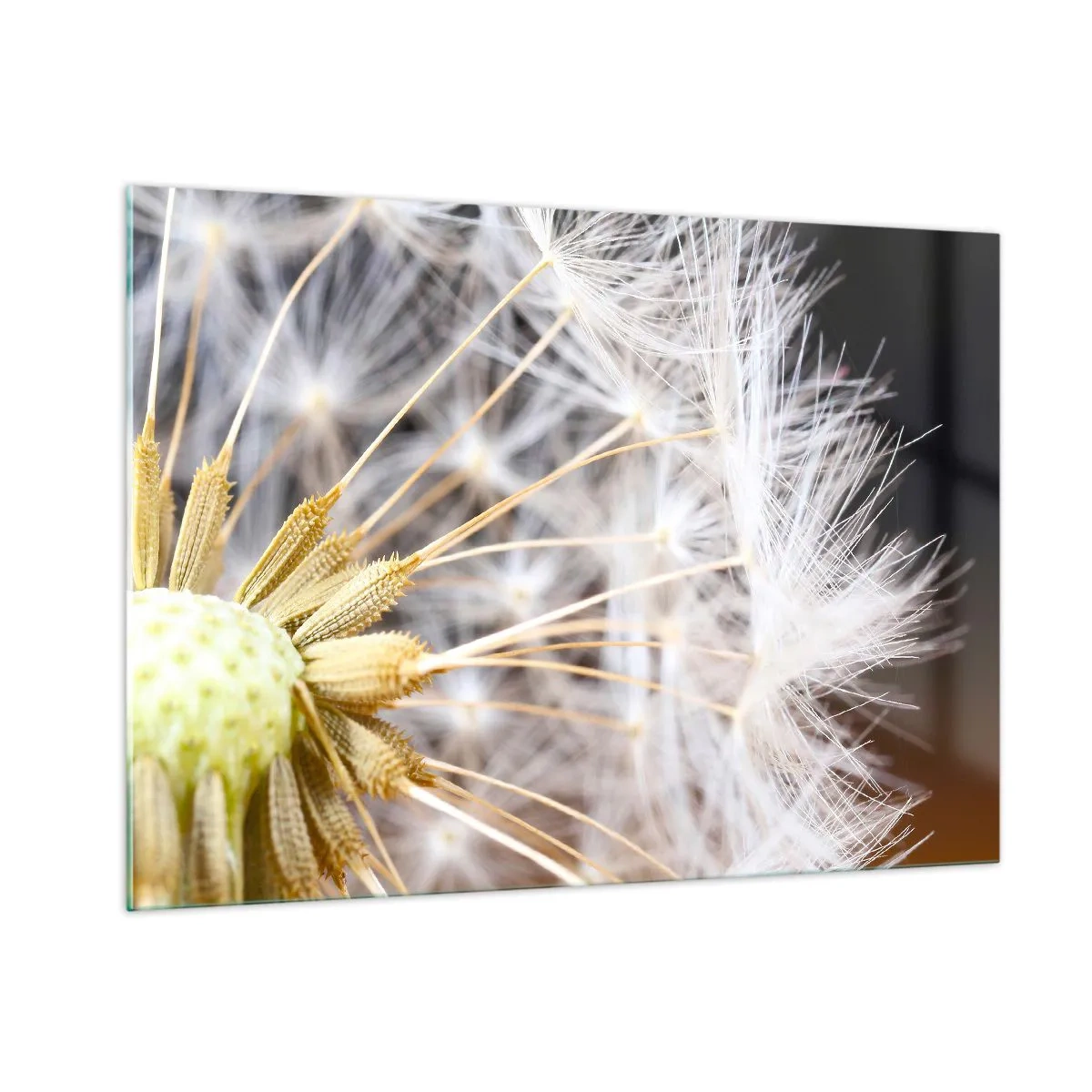 Cuadro sobre vidrio - Impresiones sobre Vidrio - Primer plano de un diente de león con semillas delicadas. - 100x70cm - Justo antes de volar - Decoración de pared moderna para salón y dormitorio ARTTOR