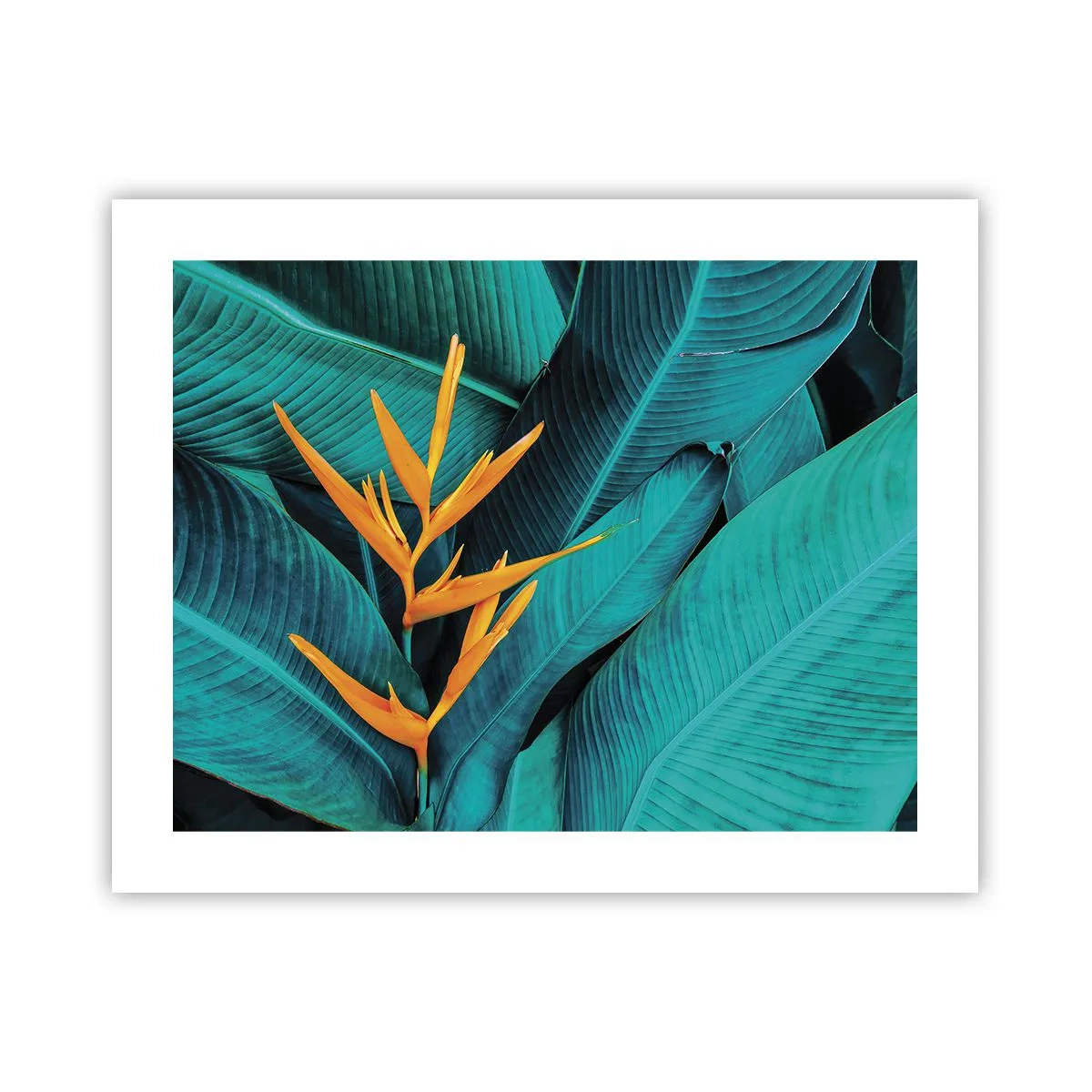Póster - Flor del Edén - 50x40 cm