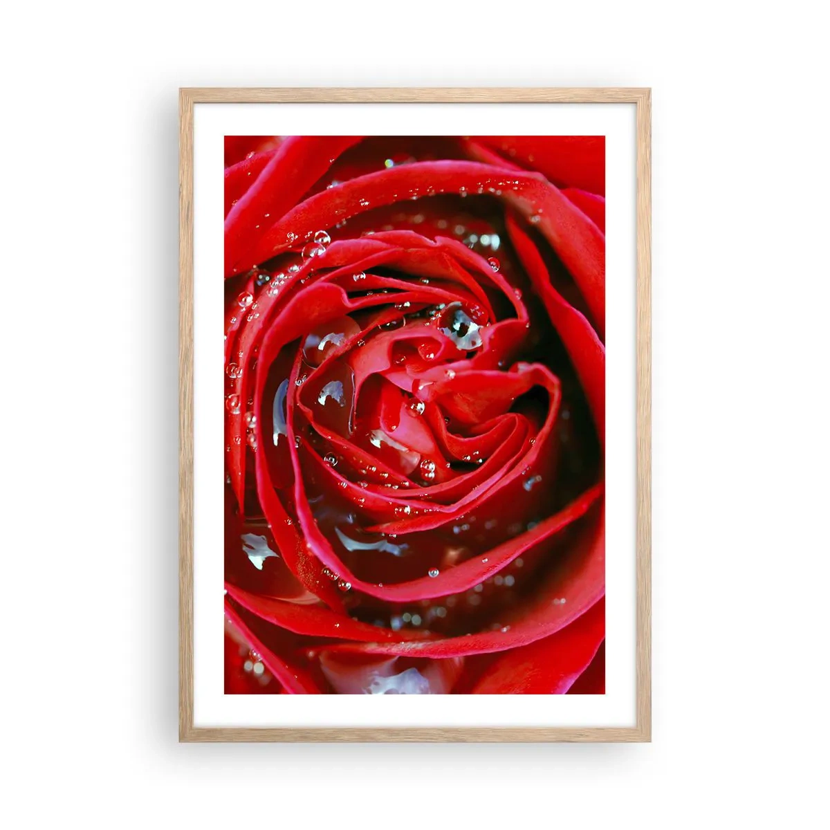 Póster en marco roble claro - En gotas de rocío - 50x70 cm