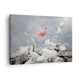 Cuadro sobre lienzo - Impresión de Imagen - Un flamenco rosado entre cisnes blancos con el fondo de un lago. - 70x50cm - ¿De dónde vengo? - Decoración de pared moderna para salón y dormitorio ARTTOR