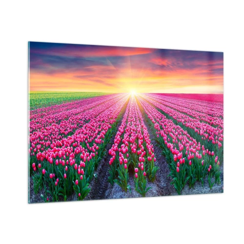Cuadro sobre vidrio - Impresiones sobre Vidrio - Un campo de tulipanes rosados bajo los rayos del sol poniente. - 100x70cm - Granja de belleza - Decoración de pared moderna para salón y dormitorio ARTTOR