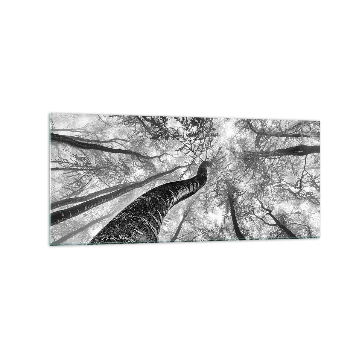 Cuadro sobre vidrio - Impresiones sobre Vidrio - Perspectiva de árboles en un bosque vistos desde abajo en tonos de gris. - 120x50cm - Carrera hacia la luz - Decoración de pared moderna para salón y dormitorio ARTTOR