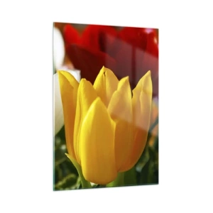 Cuadro sobre vidrio - Impresiones sobre Vidrio - Primer plano de tulipanes coloridos - 50x70cm - Fiebre del tulipán - Decoración de pared moderna para salón y dormitorio ARTTOR