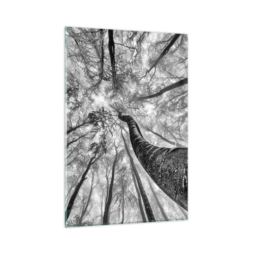 Cuadro sobre vidrio - Impresiones sobre Vidrio - Perspectiva de árboles en un bosque vistos desde abajo en tonos de gris. - 80x120cm - Carrera hacia la luz - Decoración de pared moderna para salón y dormitorio ARTTOR