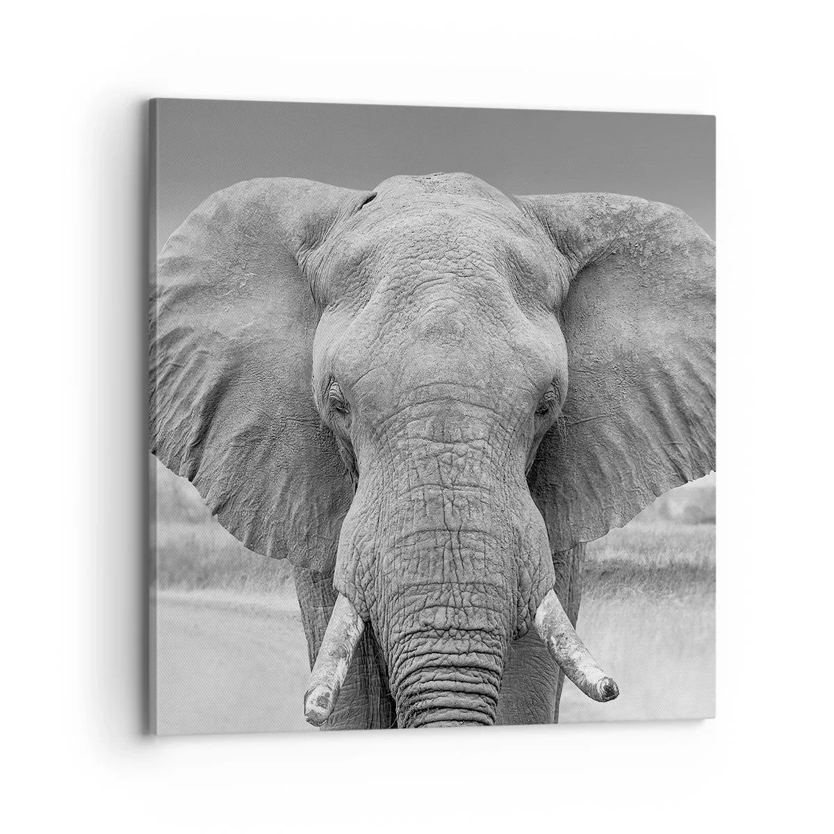 Cuadro sobre lienzo - Impresión de Imagen - Bienvenido a mi mundo - 70x70 cm