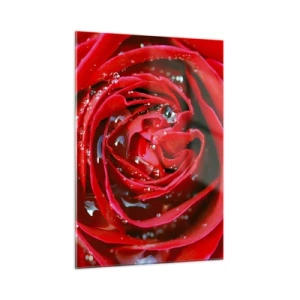 Cuadro sobre vidrio - Impresiones sobre Vidrio - Primer plano de una rosa roja con gotas de rocío. - 50x70cm - En gotas de rocío - Decoración de pared moderna para salón y dormitorio ARTTOR
