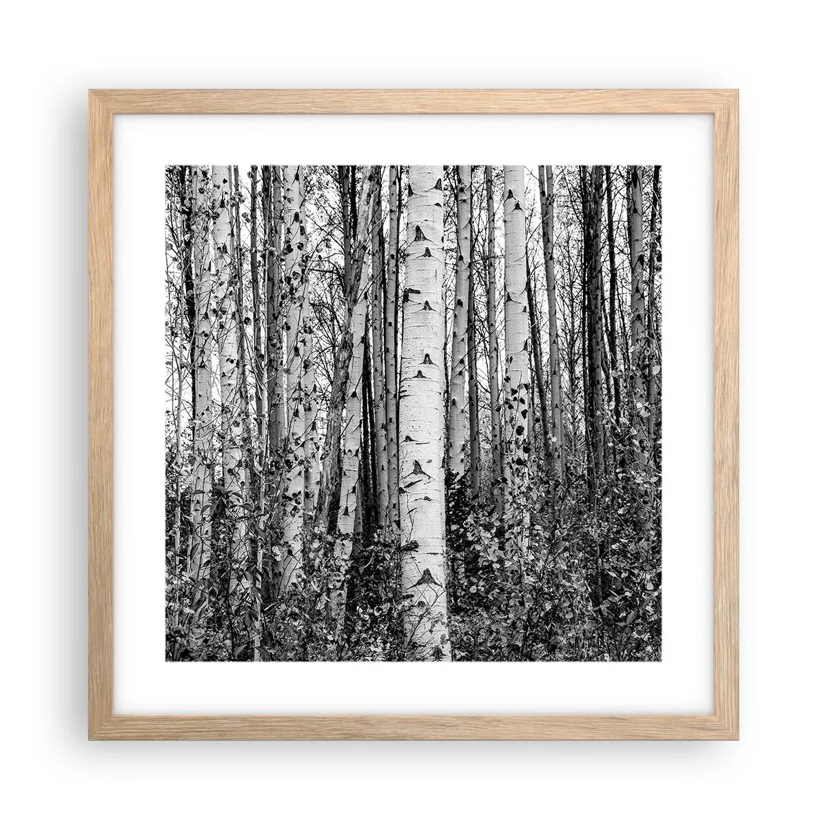 Póster en marco roble claro - Columnas de abedules - 40x40 cm